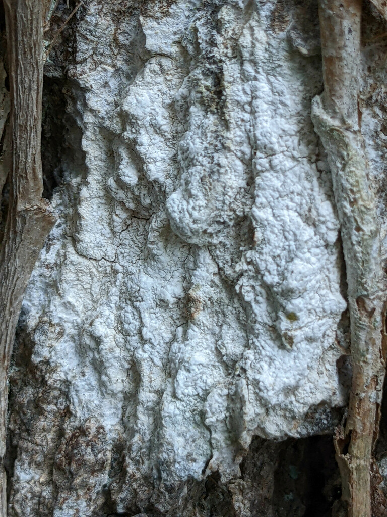 Sporodophoron cretaceum