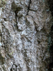 Dendrographa decolorans