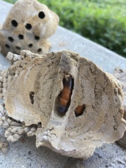 Sceliphron caementarium
