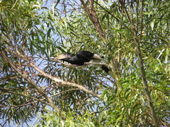Bycanistes subcylindricus