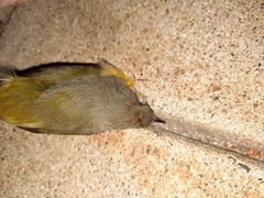 Leiothlypis ruficapilla