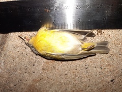 Leiothlypis ruficapilla