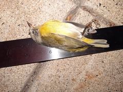 Leiothlypis ruficapilla