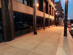 Leiothlypis ruficapilla