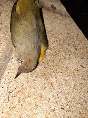 Leiothlypis ruficapilla