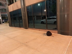 Leiothlypis ruficapilla