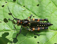 Chromacris psittacus