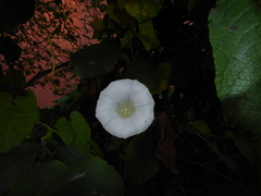 Calystegia