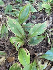 Clintonia