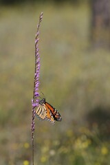 Liatris tenuifolia