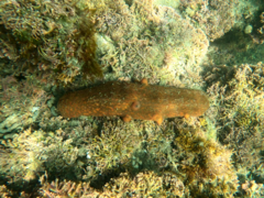 Apostichopus parvimensis