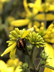 Harmonia