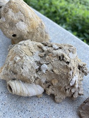 Sceliphron caementarium