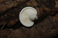 Ossicaulis lignatilis