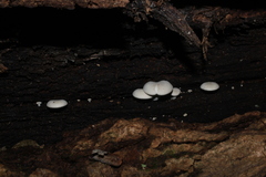 Ossicaulis lignatilis