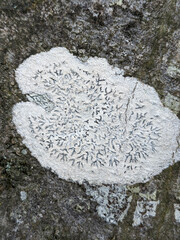 Phaeographis dendritica