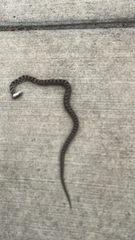 Pantherophis ramspotti