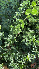 Trachelospermum asiaticum