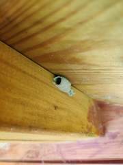 Sceliphron curvatum