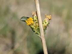 Pyrrocoma racemosa sessiliflora