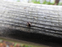 Dromius quadrimaculatus