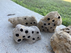 Sceliphron caementarium