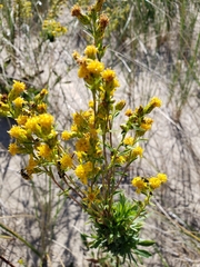 Solidago simplex