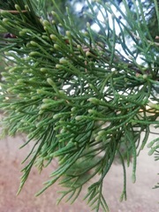 Cupressaceae