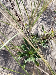 Solidago simplex