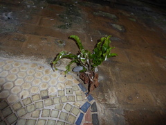 Asplenium scolopendrium scolopendrium