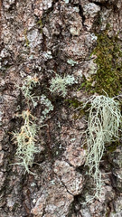 Usnea hirta