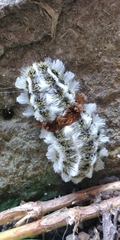 Megalopyge defoliata