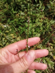 Verbena officinalis