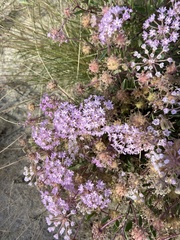 Abronia angustifolia