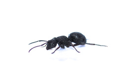Polyrhachis spinicola