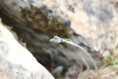 Hieracium maculatum