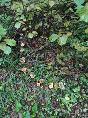 Paralepista flaccida