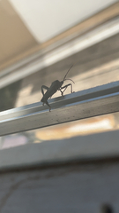 Acanthocephala femorata