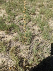 Pyrrocoma racemosa sessiliflora