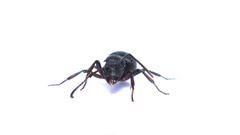 Polyrhachis spinicola
