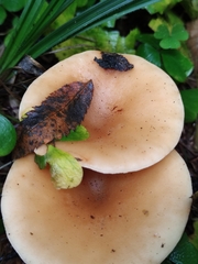 Paralepista flaccida