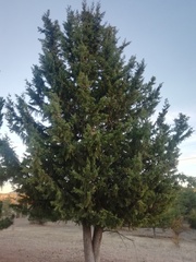 Cupressaceae