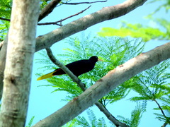 Psarocolius decumanus