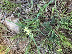Pelargonium alchemilloides