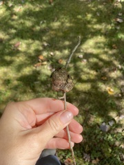 Callirhytis quercuspunctata