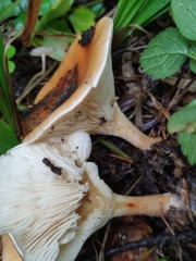 Paralepista flaccida