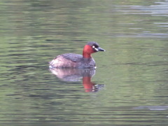 Tachybaptus ruficollis
