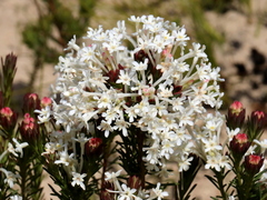 Gnidia pinifolia