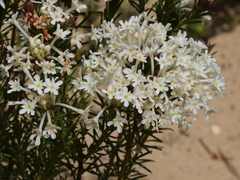 Gnidia pinifolia