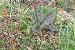 Hieracium maculatum